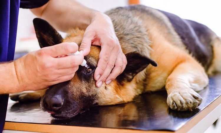 Признаки болезни аддисона у собак