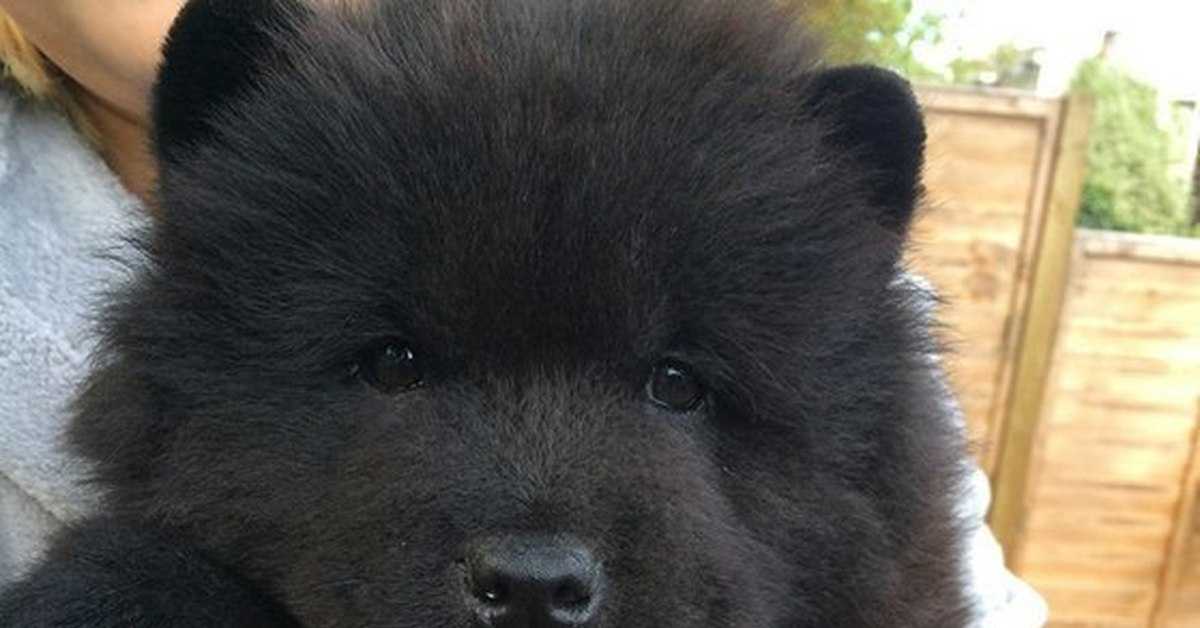 Названия маленьких и больших пород собак, которые сильно похожи на медведей