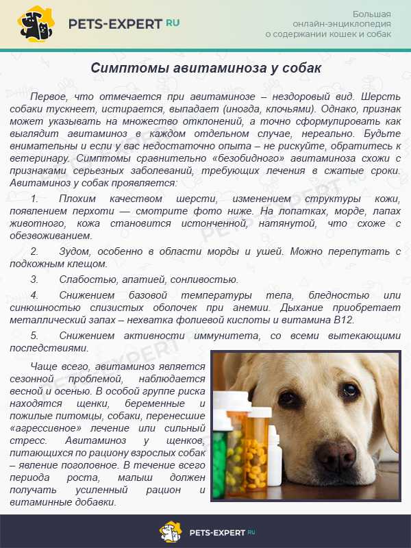 Болезни печени и желчного пузыря у собак: описание, симптомы, лечение | zoodom