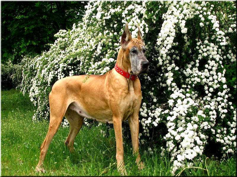 Немецкие породы собак с фотографиями и названиями, полный список