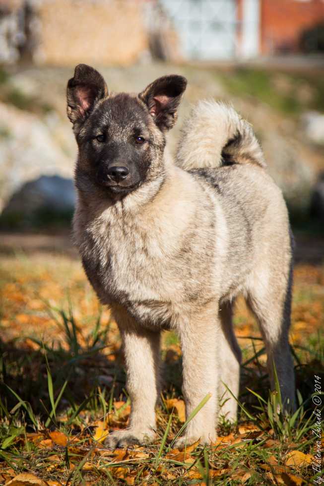 Собака викингов — знакомство с породой норвежский элкхаунд