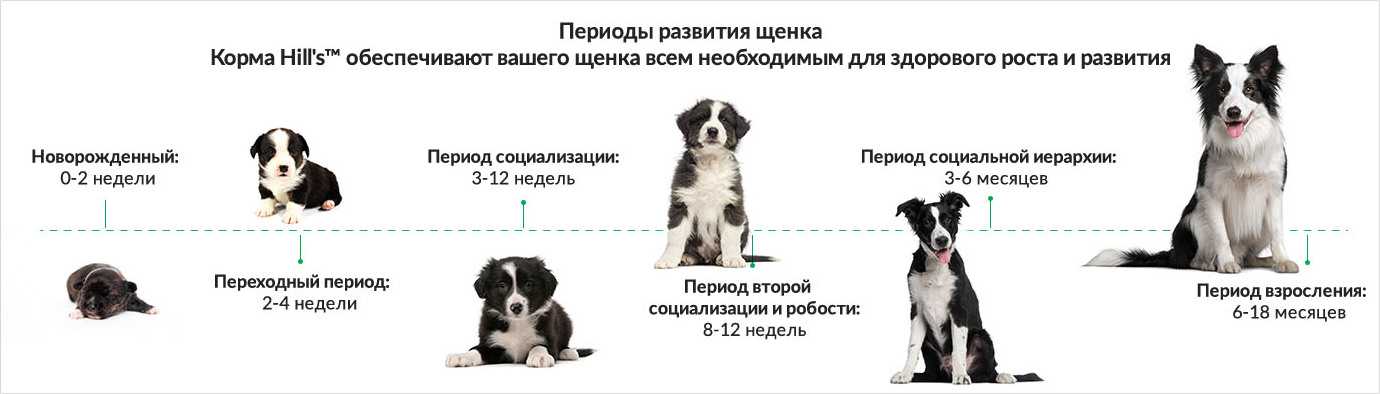 До какого возраста собака считается щенком? | hill's pet