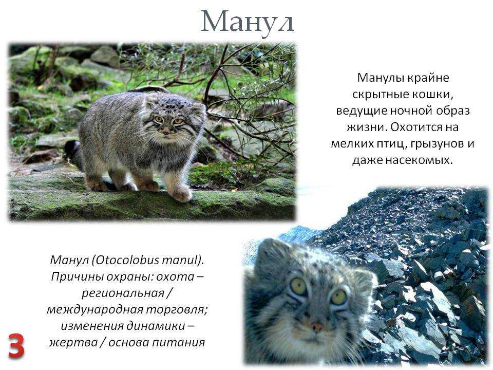 Манул или палласов кот: 20+ фото, описание, место обитания