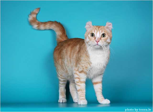 Детальный обзор породы кошек американский керл: особенности питания, ухода, здоровье породы, история происхождения и фотографии.