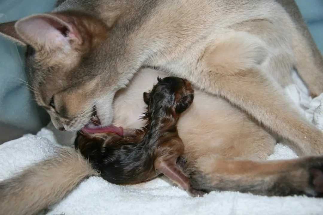 Признаки родов у собаки: первые симптомы начинающихся родов у крупных и мелких пород