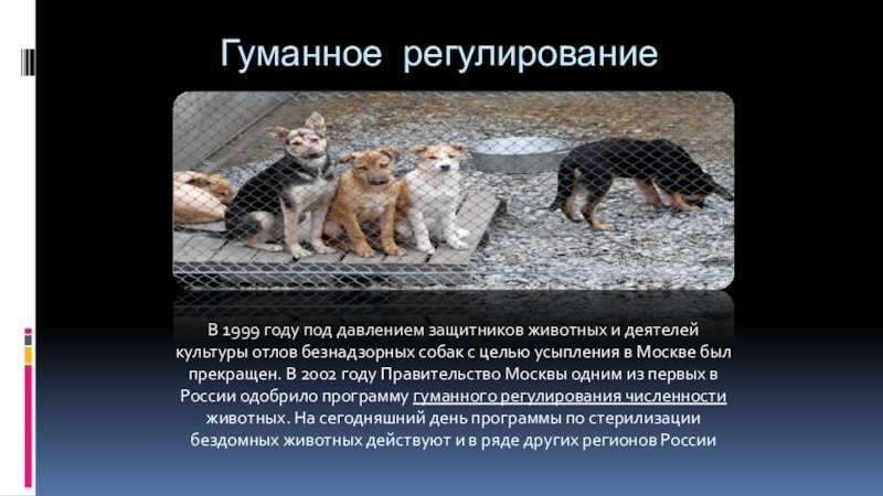 «новый зоозащитный закон используют против волонтеров». в белгороде суд обязал активистку ликвидировать приют для бездомных животных · «7x7» горизонтальная россия
