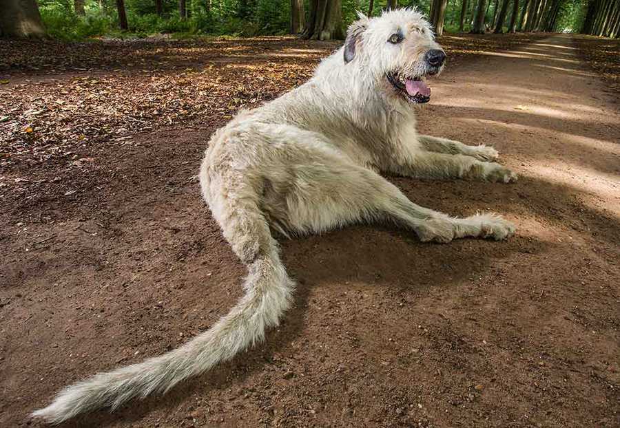 Топ-10 наиболее долгоживущих пород собак с точки зрения специалиста