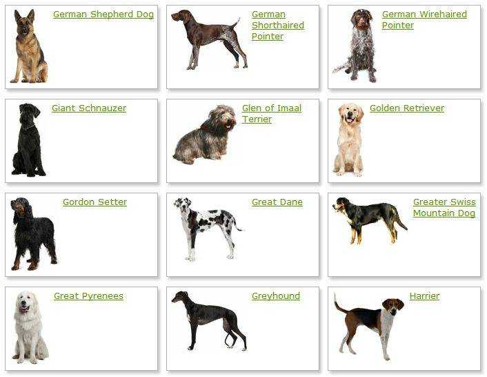 Клички для собак (48 фото): выбираем красивые собачьи имена по различным параметрам. как можно смешно, интересно и необычно назвать щенка? как приучить пса к имени?