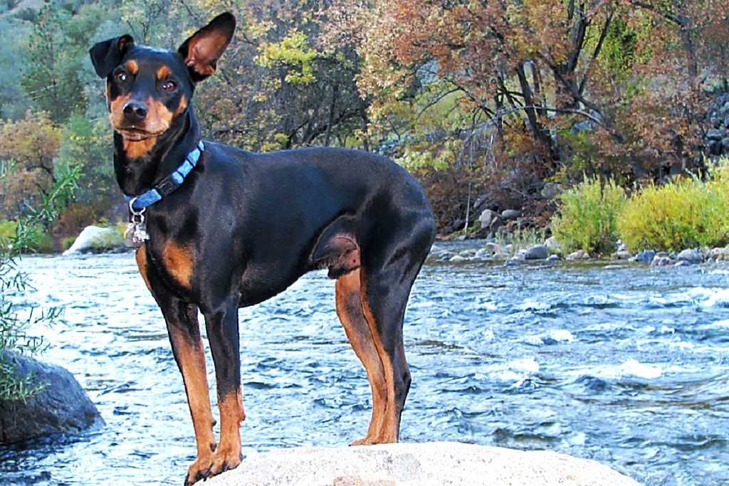 Карликовый пинчер собака. описание, особенности, виды, уход и цена породы