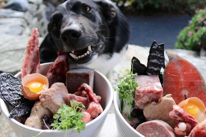 Полезна ли свинина и сладкое собаке - чем нельзя кормить собаку