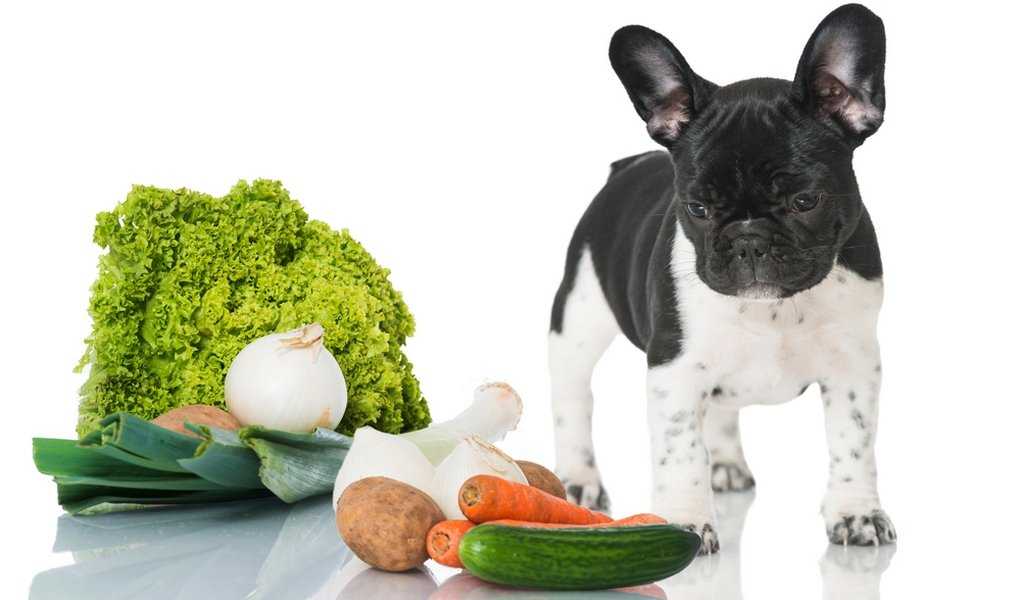 Какой кашей лучше кормить собаку в домашних условиях: секреты приготовления