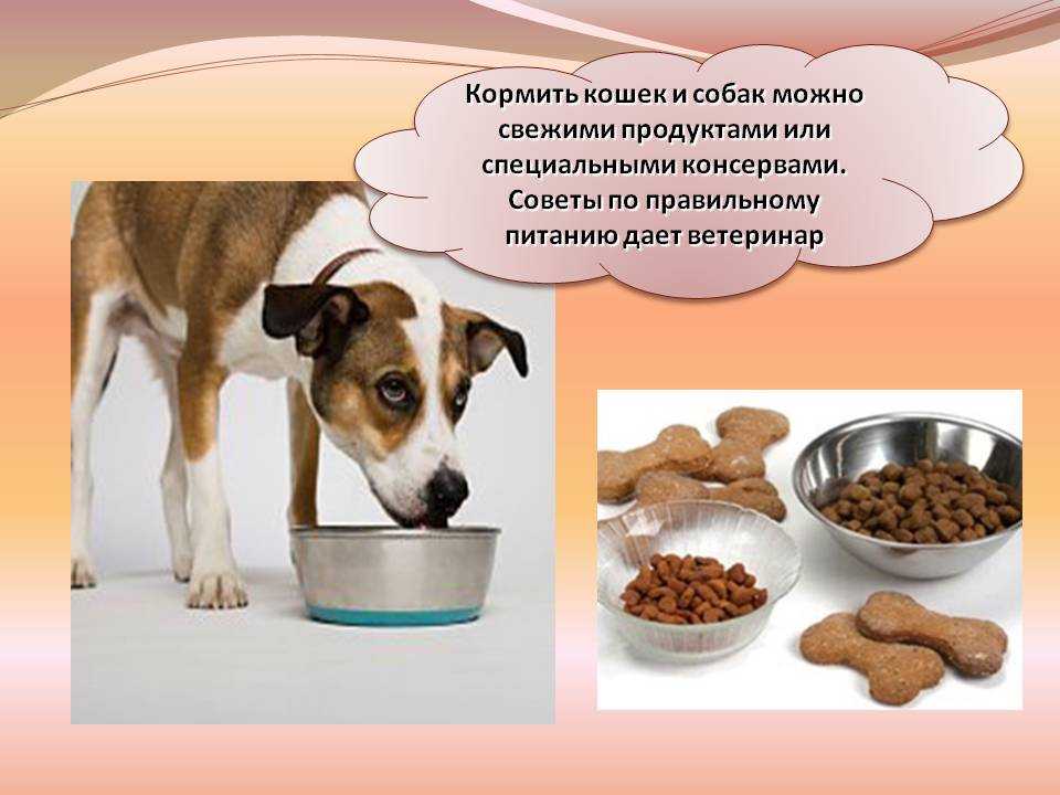 Что нельзя давать собакам — самые вредные продукты, советы чем кормить и как составить рацион питания (120 фото + видео)