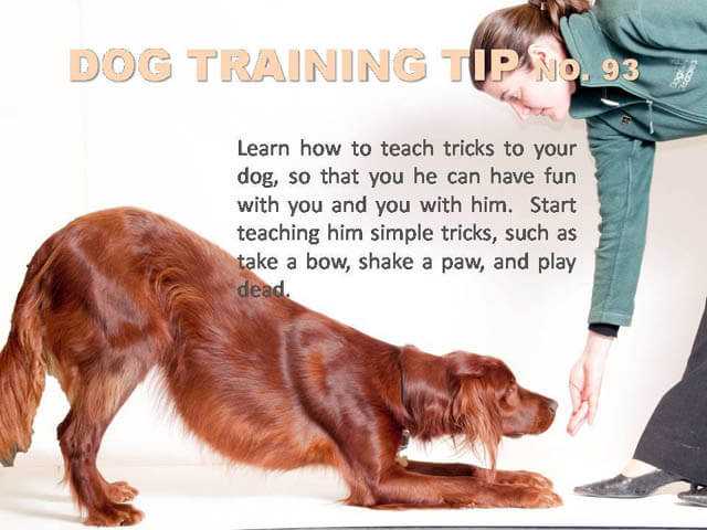 Как научить собаку команде «место!»