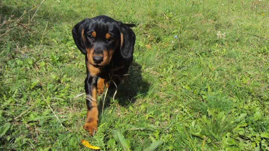 Характеристика собак породы словацкий чувач с отзывами и фото