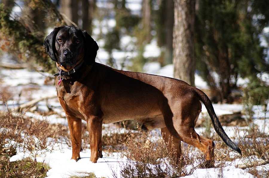 Русская гончая собака — описание породы, ее стандарт и основные преимущества собаки (85 фото)