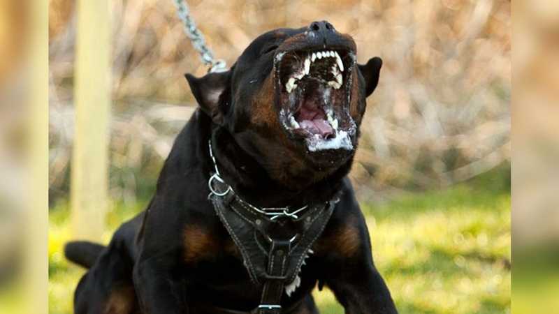 Самые опасные собаки: список с оценкой | блог ветклиники "беланта"