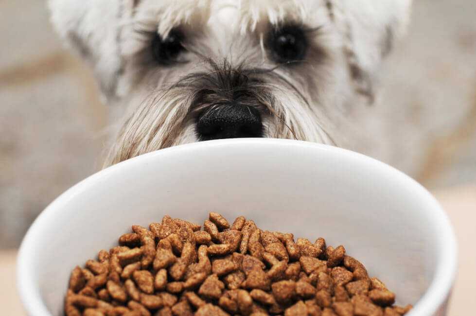 Гипоаллергенные корма для собак: рейтинг лучших производителей