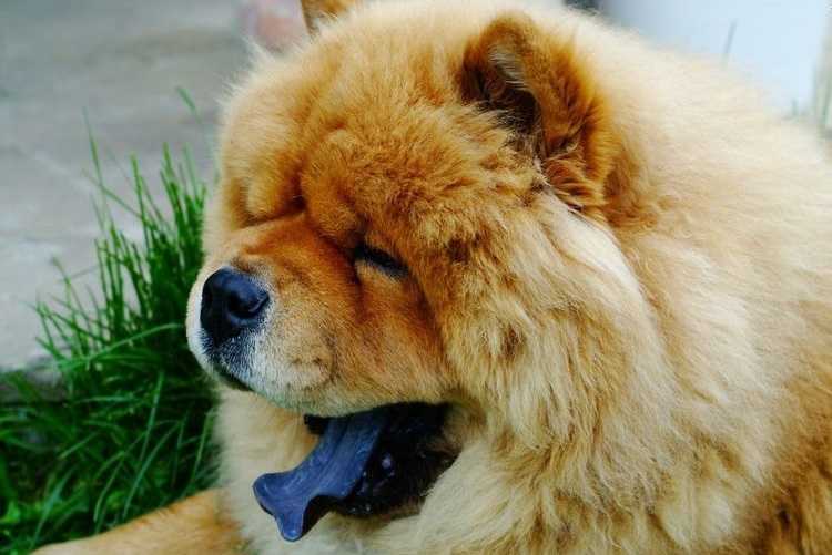 ᐉ собаки с фиолетовым языком — название и описание пород, фото, цена - getzoofood.ru