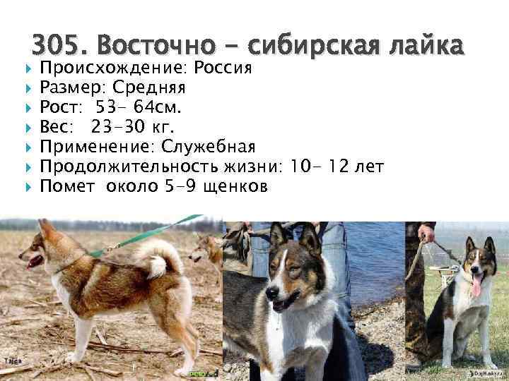 Порода собак восточно-сибирская лайка: характер, окрас, отзывы собаководов, интересные факты и фото :: syl.ru