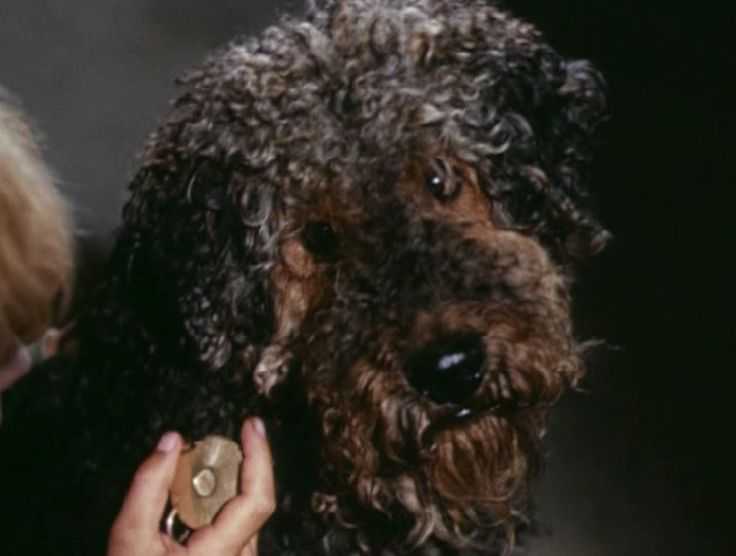 Порода собаки из фильма «приключения электроника» — мечта советских детей