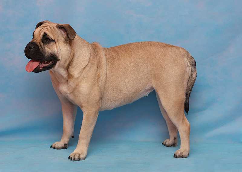 Ка-де-бо: цена собаки, описание породы и характер присущий большой и доброй собаке (75 фото)