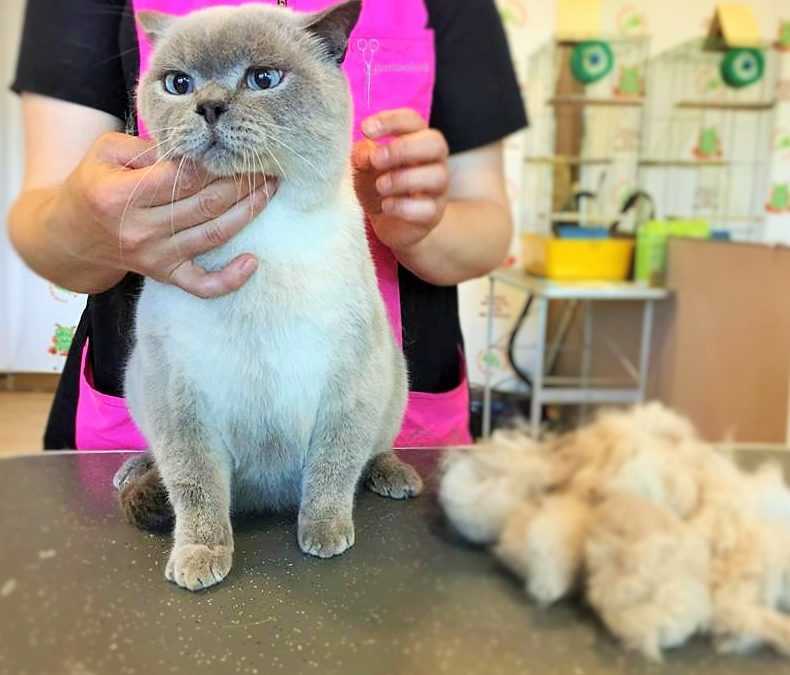 Как подстричь когти кошке в домашних условиях? | hill's pet