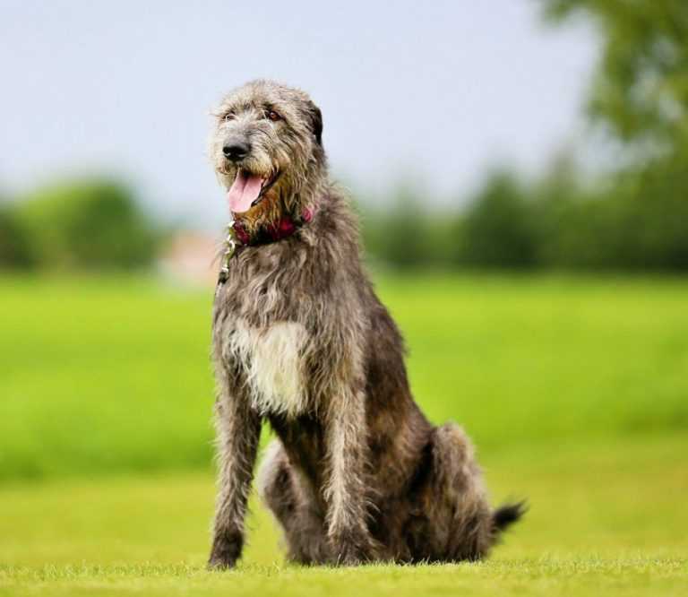 Ирландский волкодав: описание породы, цена за щенка и фото охотничьих собак (95 фото и видео)