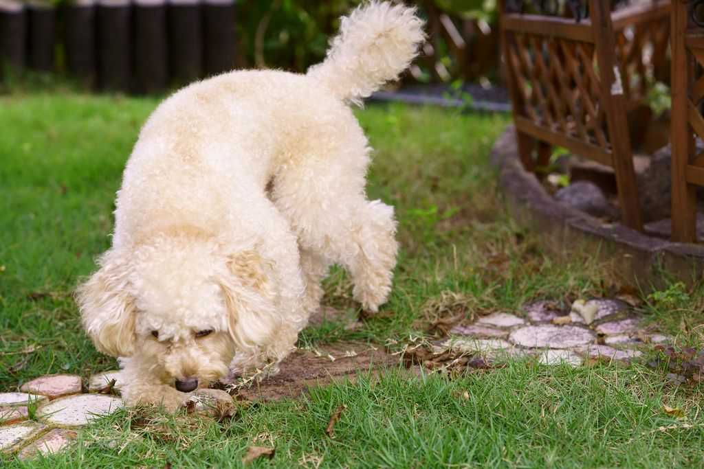 Пудель: описание породы, характер собаки и щенка, фото, цена