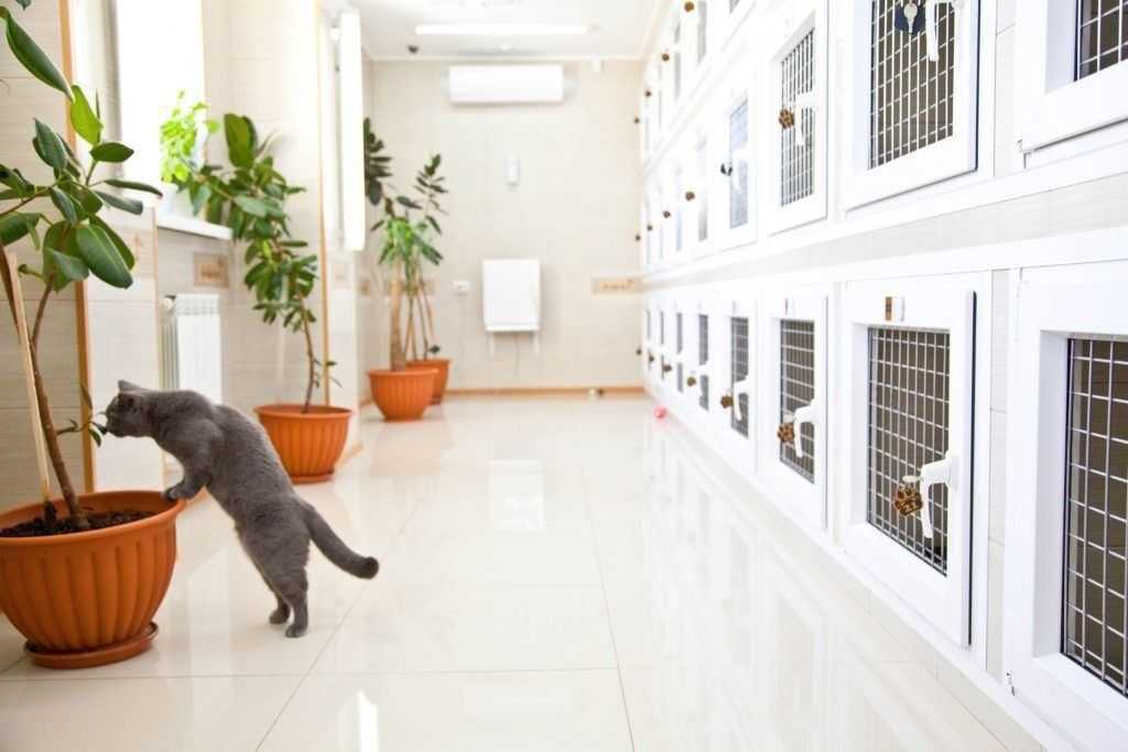 Кошачий отпуск: плюсы и минусы гостиниц для животных