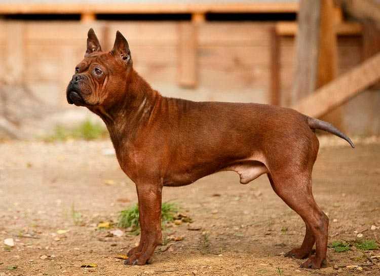 Топ-10 самых красивых пород собак в мире