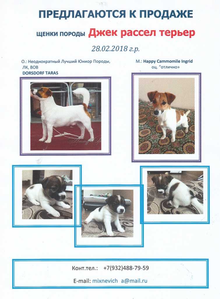 Джек-рассел-терьер: описание породы, характер и фото собаки, плюсы и минусы