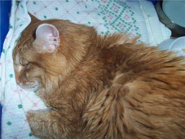 Массаж мочевого пузыря у кошки - как сделать кошке (коту) массаж мочевого пузыря
