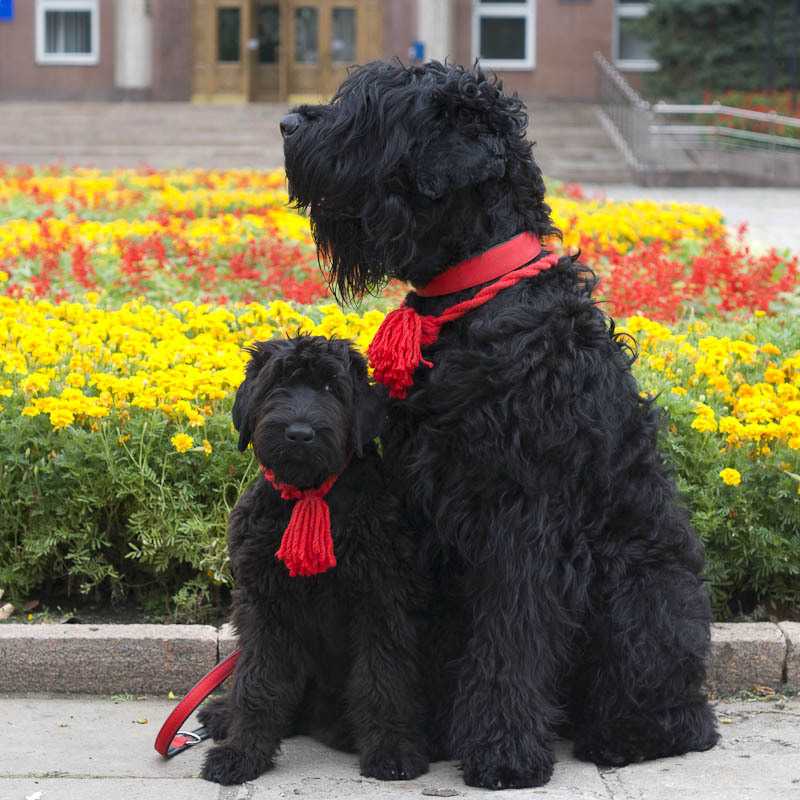 Русский черный терьер: описание породы и характер собаки