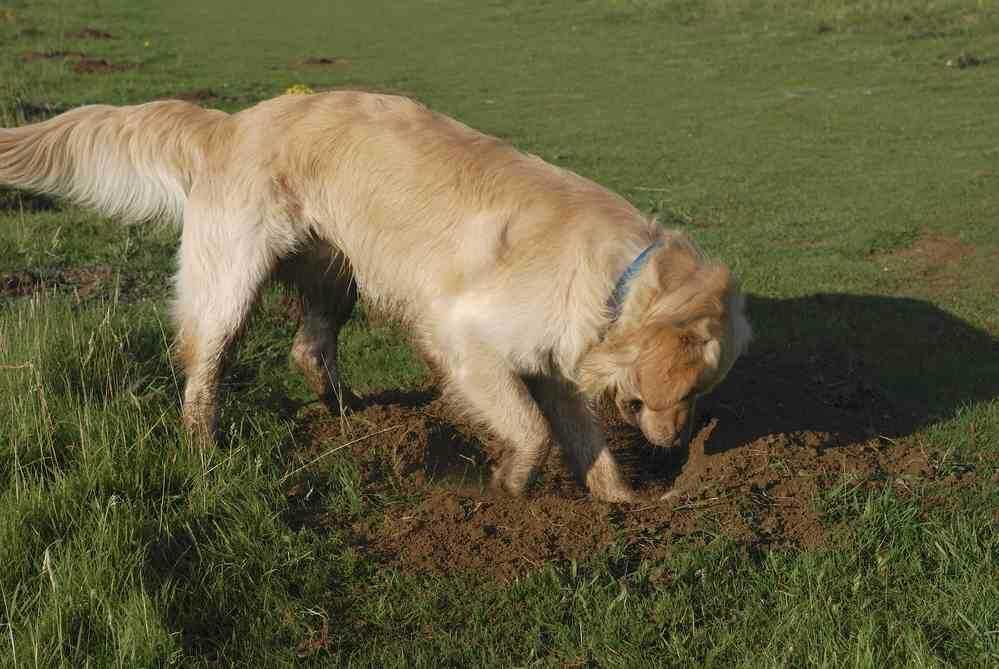 Почему собака ест землю: причина | на улице, чего не хватает