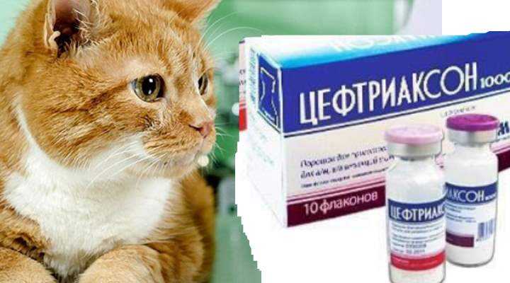 Кошка после антибиотиков. Антибиотики для кошек. Антибиотики для котов при мочекаменной.