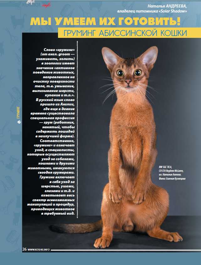 Рассмотрите фотографию кошки породы абиссинская. Абиссинская кошка рост и вес. Абиссинская кошка рост. Абиссинский кот Размеры и вес. Абиссинская порода кошек Размеры.