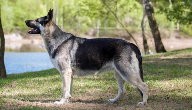 Восточно-европейская овчарка: описание породы собак, цена