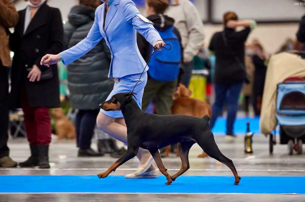 Zooпортал.pro :: международная выставка собак ранга cacib-iku г. москва «чемпионат россии 2021»