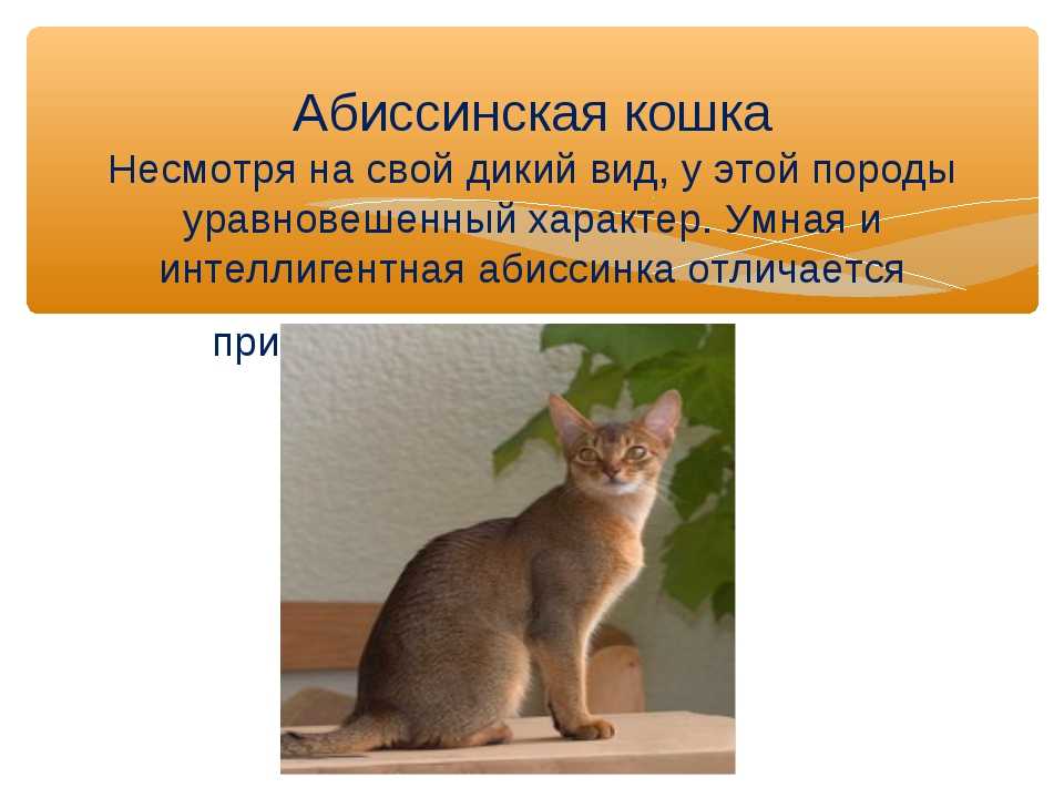 Абиссинская кошка: 90 фото породистых котят и взрослых кошек