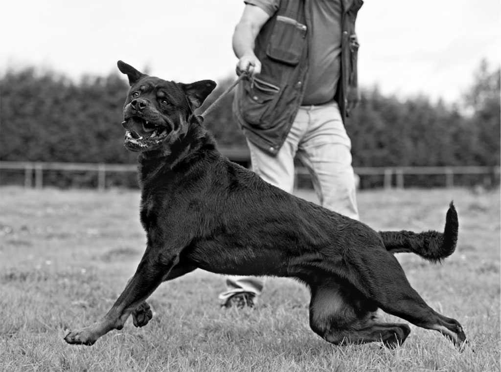 Самые опасные собаки в мире: топ-20 пород с описанием и фото