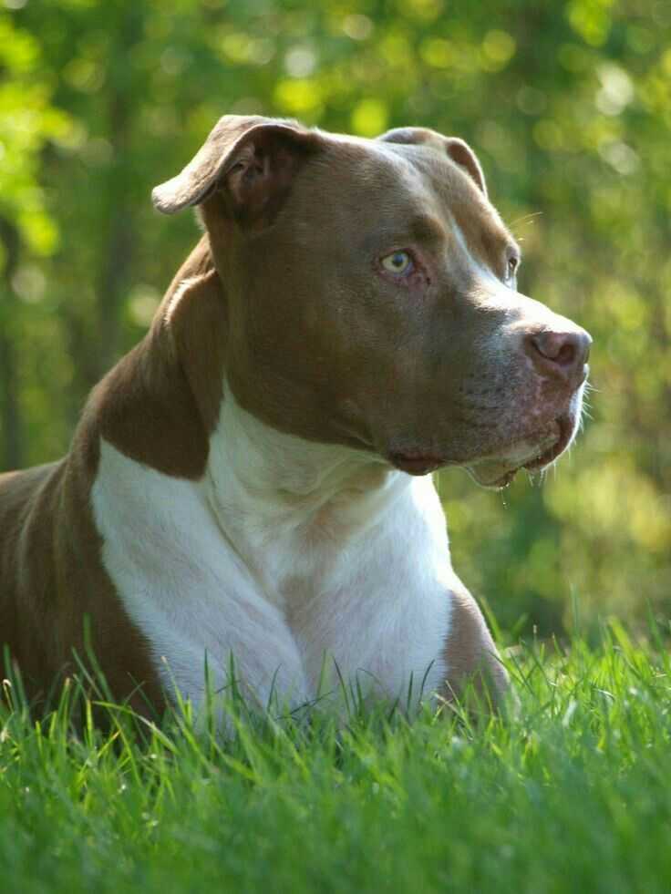 Питбуль 🐶 фото, описание, характер, факты, плюсы, минусы собаки ✔