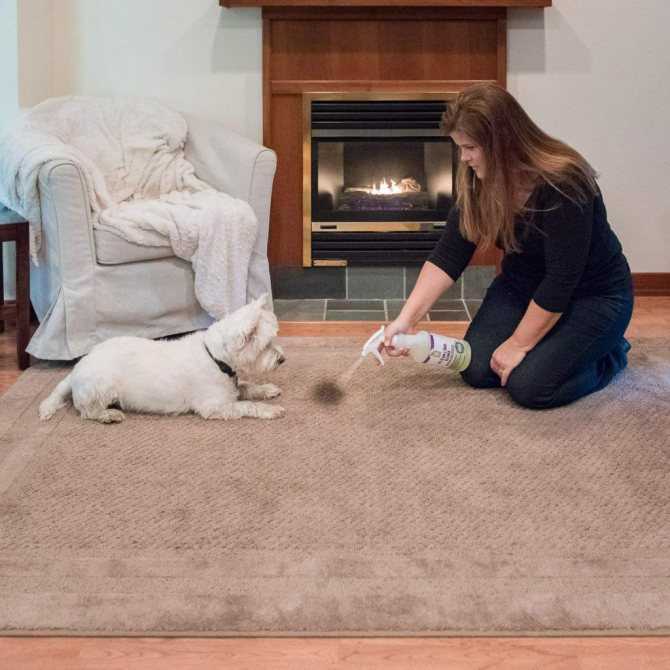 Как убрать запах собаки в квартире, доме: как избавиться домашними средствами, устранить неприятный аромат псины бытовой химией?