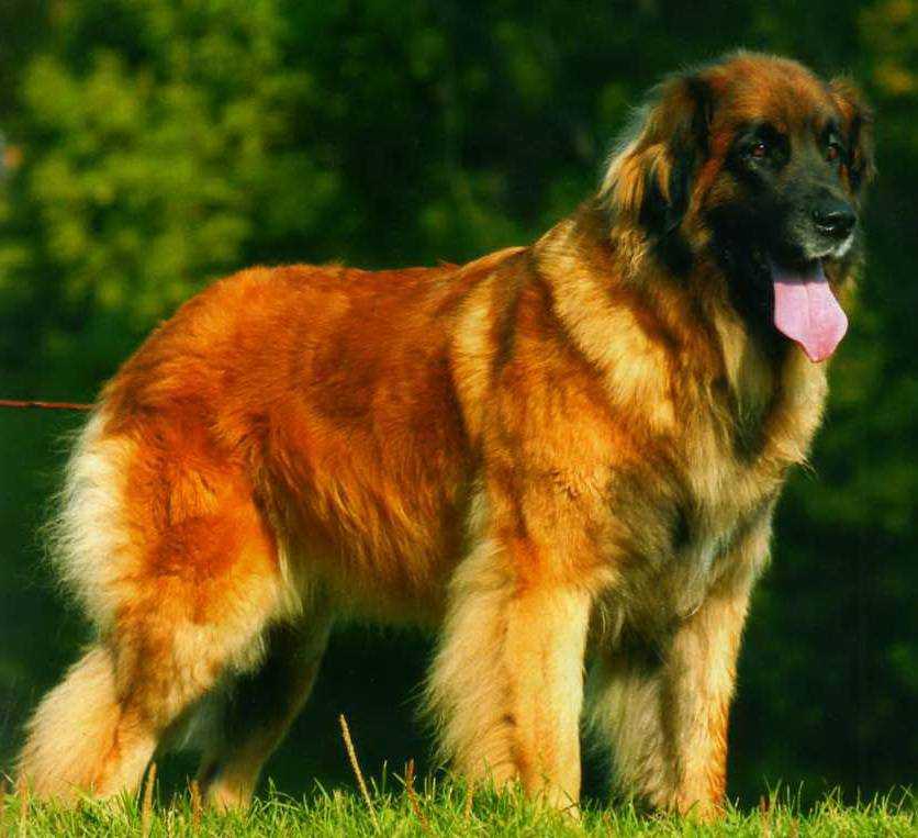 Леонбергер собака. описание, особенности, уход и цена леонбергера | животный мир