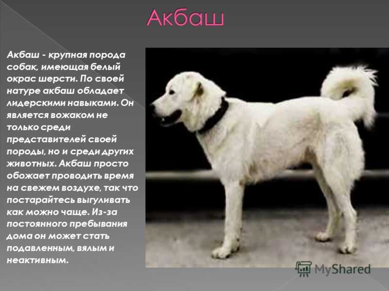 Анатолийская овчарка собака. описание, особенности, характер, уход и цена породы