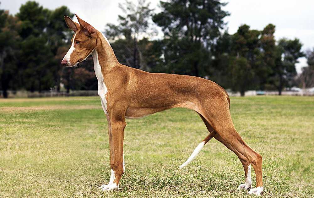 Самая древняя порода собак в мире | на земле, как называется
