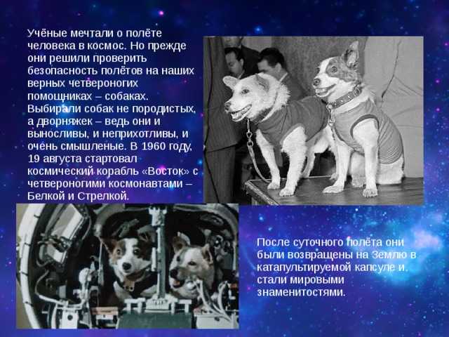 Лайка космонавт
