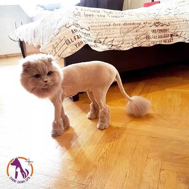 Подстричь кота в ногинске