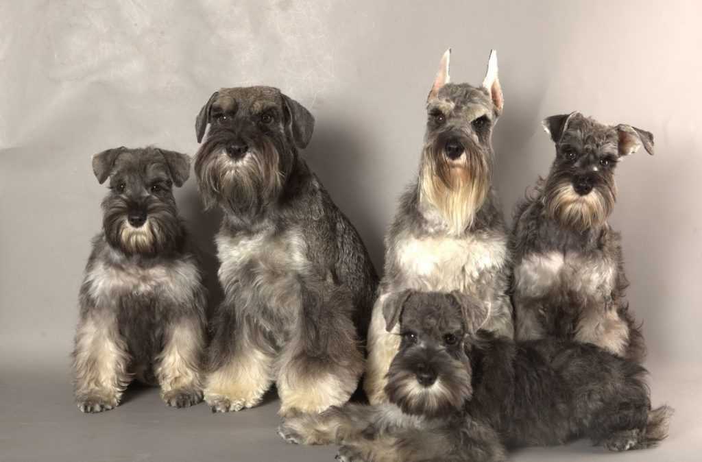 Цвергшнауцер: фото, стандарт и описание породы собак
цвергшнауцер: фото, стандарт и описание породы собак