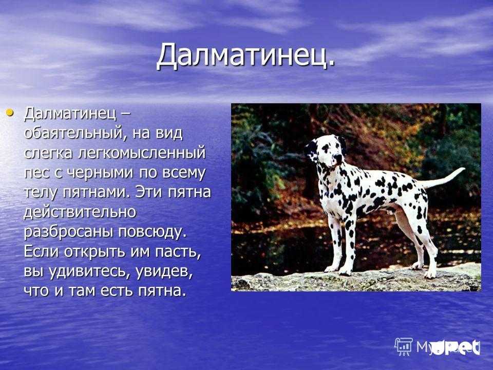 Далматин или далматинец: описание породы собак и характер.