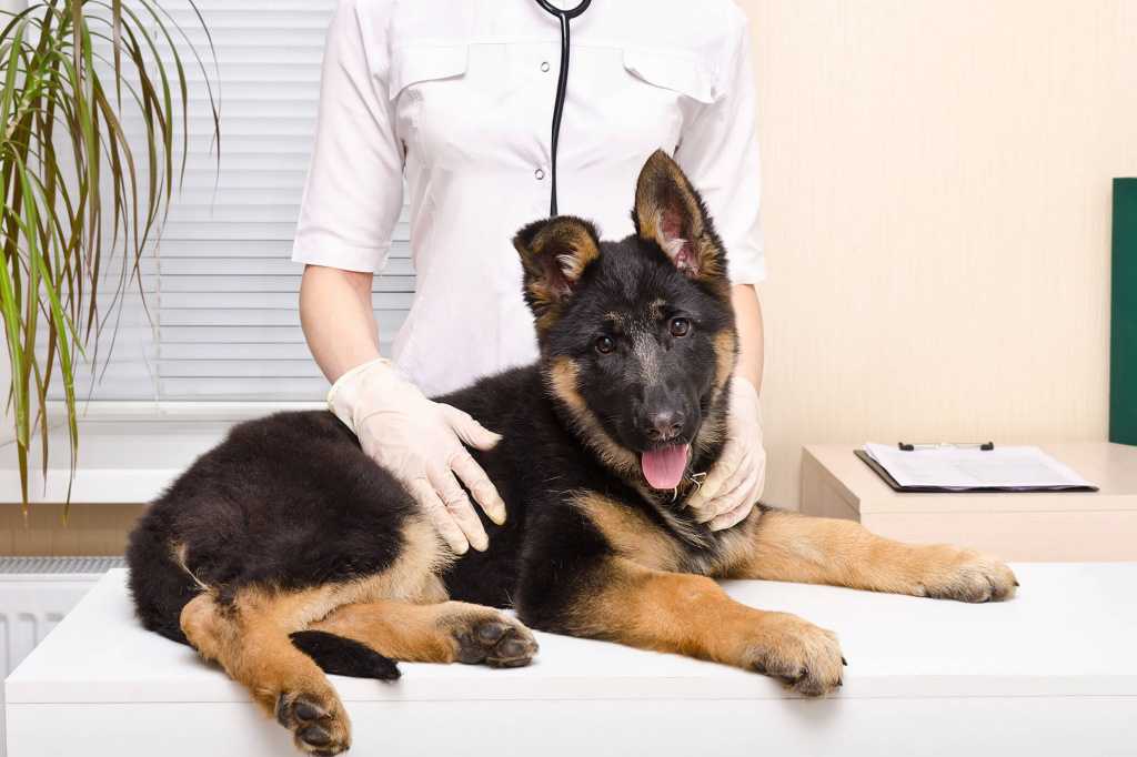 Отказ задних лап у собак — симптомы, причины и первая помощь